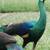 I buy Ostrich 2 thumbnail