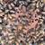5 frame nuc honey bees 1 thumbnail
