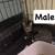 Cats looking for good homes 12 thumbnail