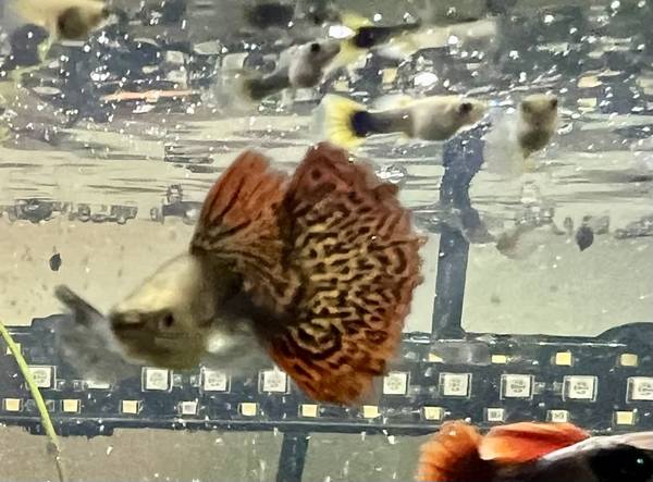 Guppies and more 1