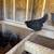 chickens 4 thumbnail