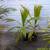 HAWAIIAN palms ///// PRITCHARDIA species 12 thumbnail