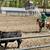 Bowie - 3yr Mustang, Ranch, Trail Ride or Show! 13 thumbnail