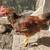 Chickens laying hens and roosters 3 thumbnail