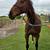 10yr old Appendix Mare 2 thumbnail