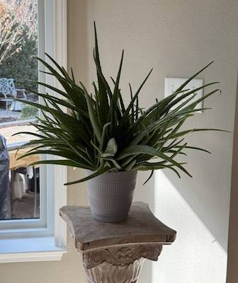 Perennial Aloe Vera in a unique plant pot 1