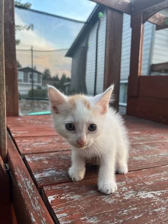 White cat63688936064257124