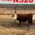 Registered Polled Hereford Bulls 8 thumbnail