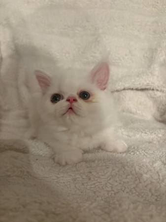 2 Persian Kittens (Fremont)63890025564163123