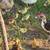 Muscovy ducklings 1 thumbnail