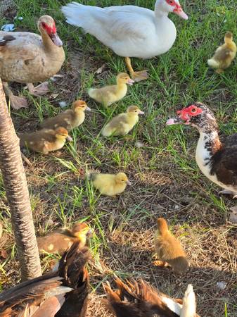 Muscovy ducklings 1