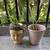 Aloe Vera Plants- Most in Decorative Pots 1 thumbnail