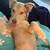 Mini aussie mix 4 thumbnail