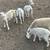 Katahdin lambs 1 thumbnail
