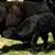 DNA Tested, Parent Verified Fullblood Aberdeen Angus Bull Calves 7 thumbnail