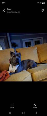 American Staffordshire Terrier63661373181057120