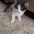 Kitten $40 3 thumbnail