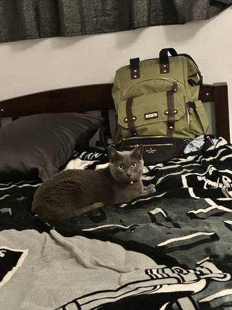 Meet Benny… sweet cat (Logan Heights)63894715894659123