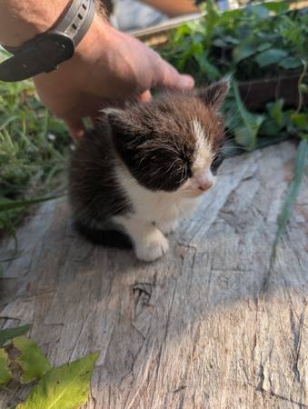 Gatitos buscando un nuevo hogar - Snohomish, WA (Snohomish)63853558444163122