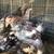 Gallinas Brahmas 6 thumbnail