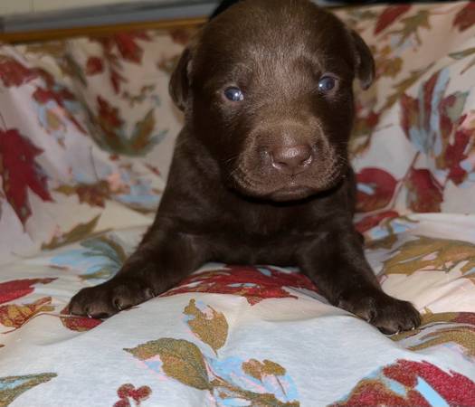 Rehoming labs (Piney Flats)64198567722626124