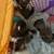 Shih Tzu pups rehoming 2 females 7 thumbnail