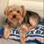 Missing  Male Yorkie 3 thumbnail