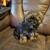 Malshipoo puppy 1 thumbnail