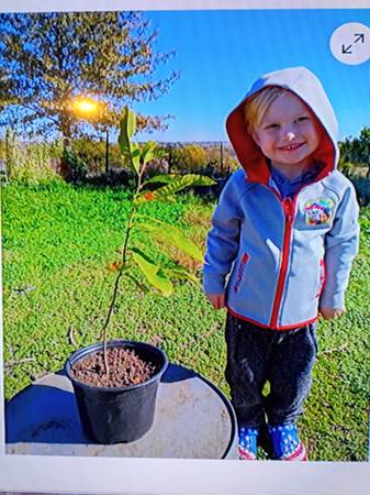 Dunstan Chestnut Tree Bare Root Seedling Chinese American Hybrid 15 in 1