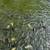 Pond liner For sale- Strong, Durable, Uv resistant,Free Shipping! 12 thumbnail