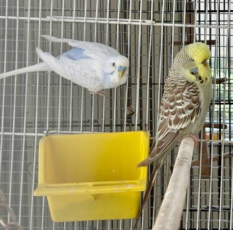 ¡Demasiados pájaros! Reubicando estas bellezas (Oceanside)63870037800195123