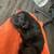 Dobermans 4 thumbnail