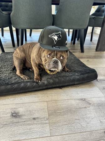 Rehoming female bulldog brindle (fremont / union city / newark)63890025537665122