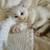 RAG DOLL KITTENS 11 thumbnail