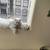 PERSIAN CATS (BONDED PAIR) NEEDS HOME 11 thumbnail