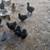 Silkie chickens 1 thumbnail