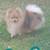 Pomeranian 7 thumbnail