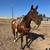 2015 AQHA BAY MARE 3 thumbnail