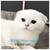 Scottish fold and straight kittens 2 thumbnail