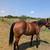 Horse AQHA Registered 6-Year-Old Mare 4 thumbnail
