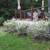 Fast-growing Japanese Willow Shrub for Hedging and Landscaping 3 thumbnail