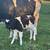 3 Calves 6 thumbnail