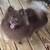 Pomeranians Adults 4 thumbnail