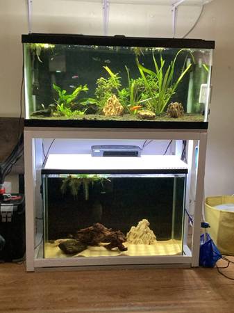 29 gallon Axolotl aquarium 1