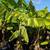 Banana Tree 🍌🍌 4 thumbnail