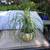 A large healthy and lovely ponytail palm plant 1 thumbnail
