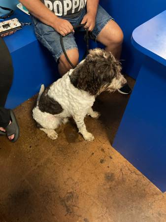 Rehoming springer spaniel poodle mix 1