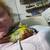 Young hand fed green cheek conures 14 thumbnail