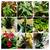 So Many Pretty Plants, starting at $5 7 thumbnail