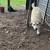 Sheep and livestock guardians 8 thumbnail
